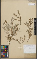 Foto von Salix repens subsp. rosmarinifolia (L.) Andersson